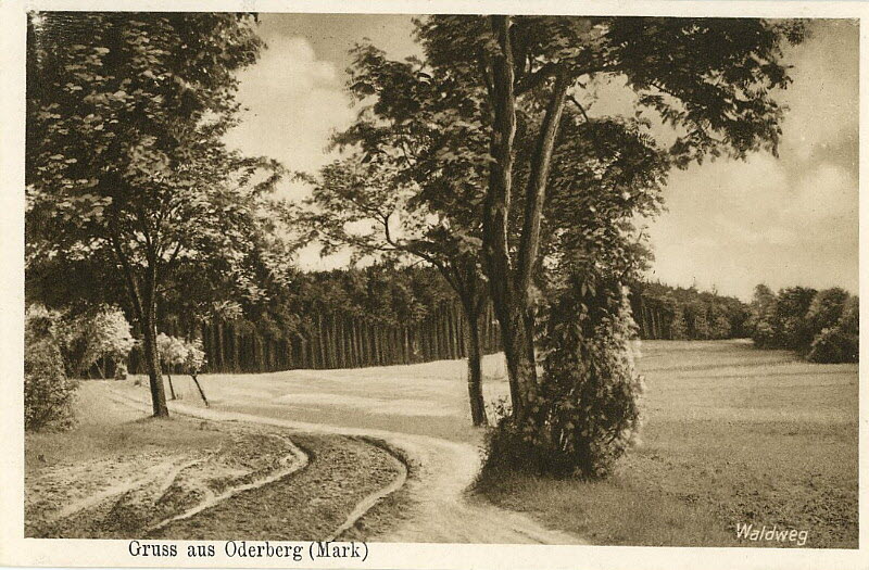 Waldweg um 1920 | www.oderberg-damals.de